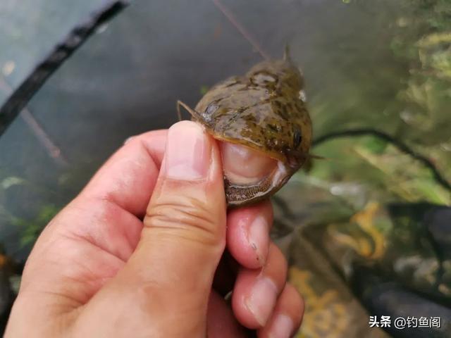 土鯰與塘鲺分不清？盤點常被誤認的魚類-圖2