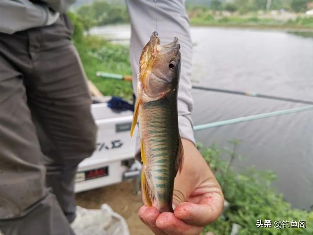 土鯰與塘鲺分不清？盤點常被誤認的魚類-圖3