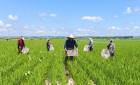 稻田養(yǎng)鴨，不是糟蹋而是大有益處！-圖3