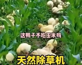 稻田養(yǎng)鴨，不是糟蹋而是大有益處！-圖4